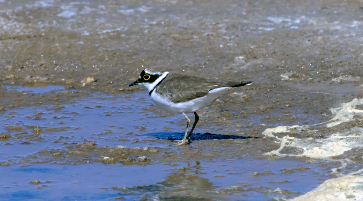 Observons les oiseaux de l'embouchure du Var !